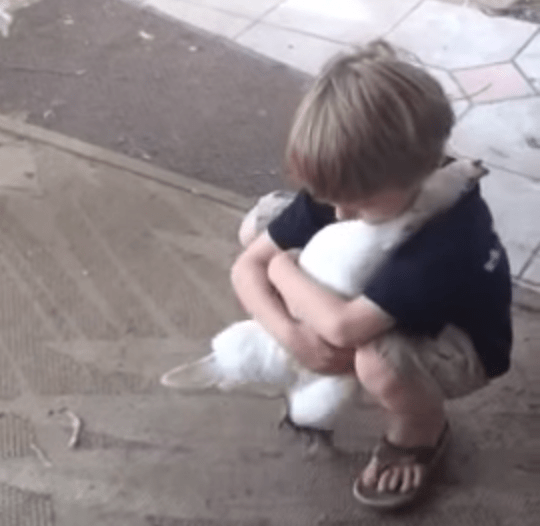 Have you hugged your chicken