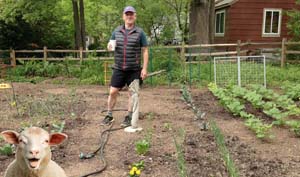 Laughing sheep in garden 300 300