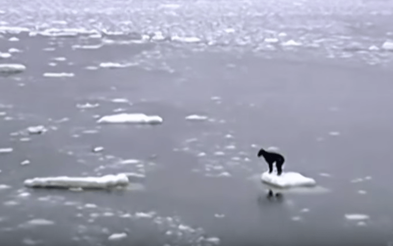 Sailors rescue stranded dog